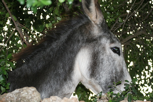 Side shot of a brown and grey donkey including head and neck