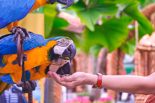 Close up hand of female tourist feeding blue and yellow macaws in the zoo.