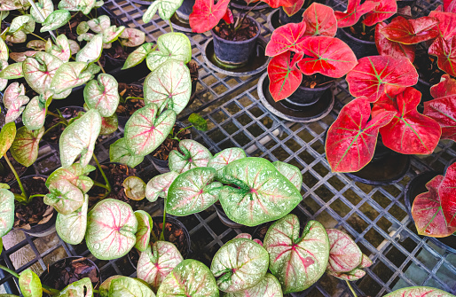 Group of young colorful red and green caladium plants on shelf display for sale in plant shop at outdoor market.