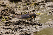 Close-up of the barn swallow (Hirundo rustica) collecting mud for building a nest