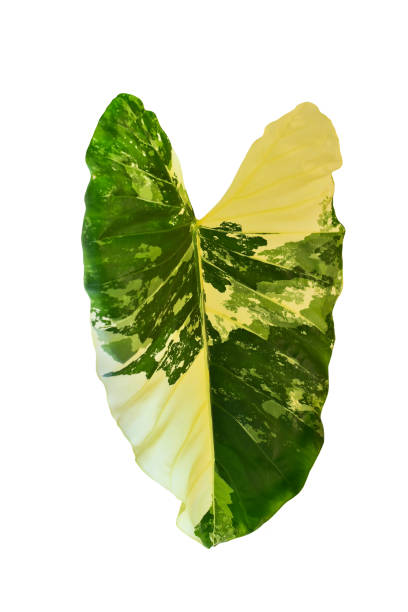 istock Monstera Variegated Leaf Isolated On White Background. Tropical Leaves Variegated Foliage Exotic Nature Plants. 1726209914
