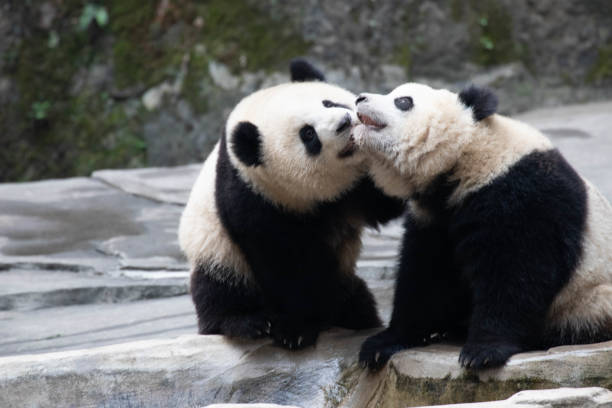 istock Close up Two fluffy pandas 1726212115