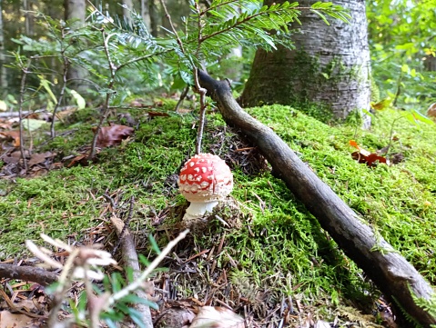 Red young fly agaric in the moss near the tree. Poisonous mushrooms in the natural environment.