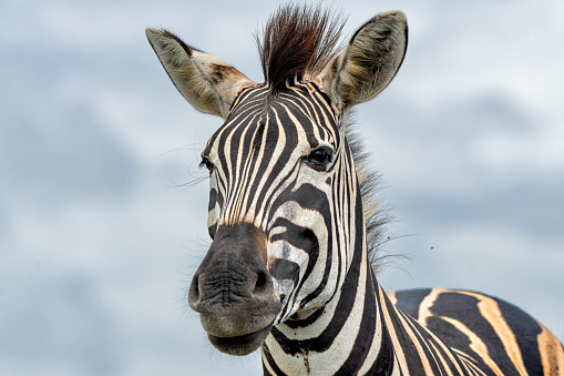 Group of zebras in Tarangire National Park / Tanzania.