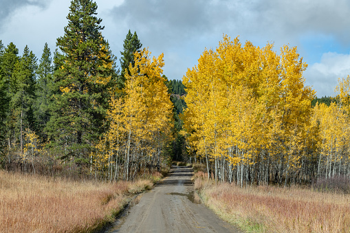 Autumn colors along quiet road of the Grand Teton National Park of the Yellowstone Ecosystem in western USA of North America. Nearest cities are Jackson, Wyoming, Bozeman and Billings, Montana Salt Lake City, Utah, and Denver, Colorado