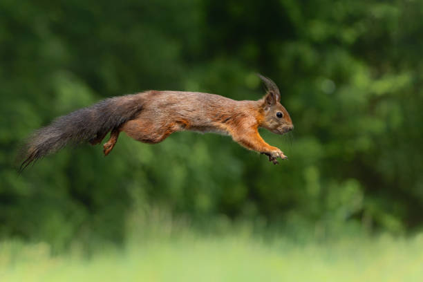 istock Eurasian red squirrel jumping in the forest 1726215098