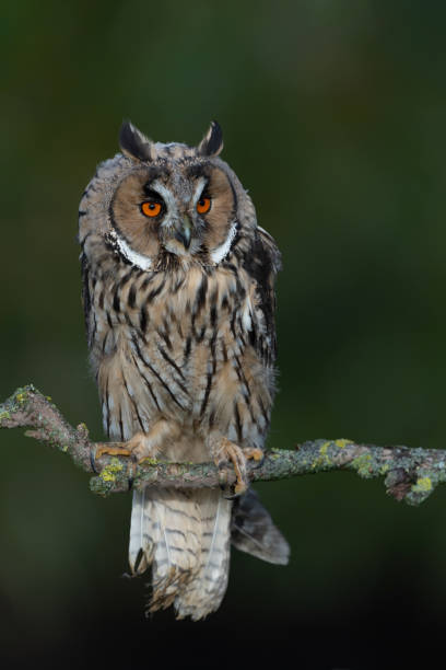 istock long-eared owl on a branch 1726215256