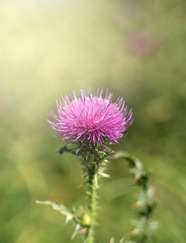 Flower of Carduus crispus on a sunny day. Natural wallpaper. Close-up. Selective focus.