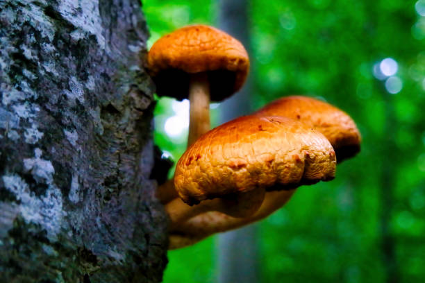 mushrooms growing outside a tree, autumn forest with leaves, side view