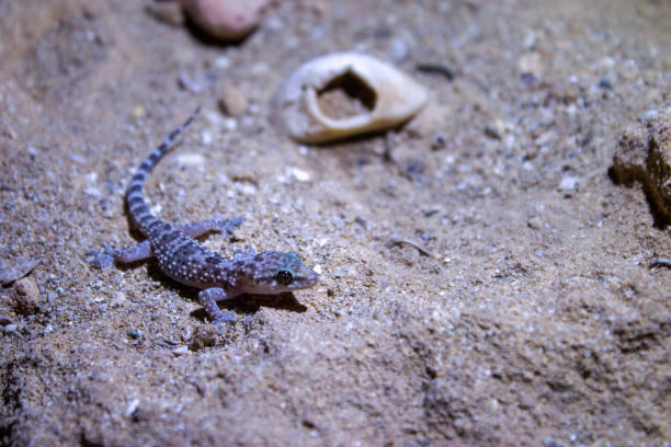 istock Gecko, lizard in natural conditions 1726225032