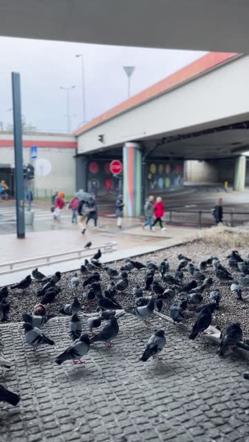 Pigeons on tram stop