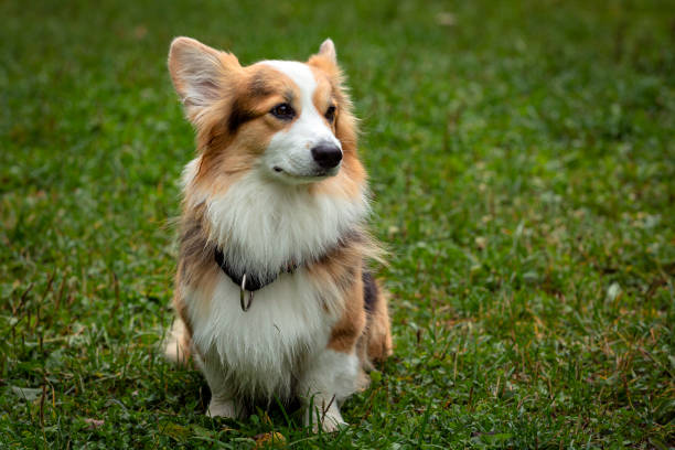 istock the Corgi dog sitting on the grass 1726229077