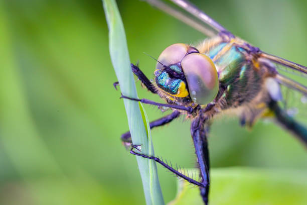 istock Somatochlora arctica, of dragonfly. 1726236710