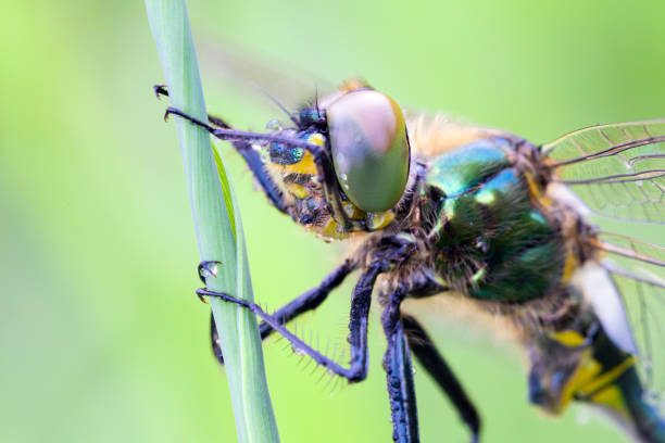 istock Somatochlora arctica, of dragonfly. 1726236736