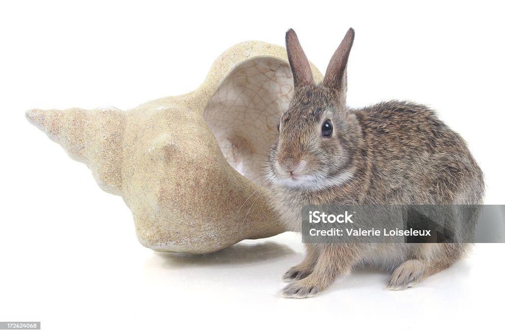 Hare with seashell Hare with seashell. Brown Hare Stock Photo