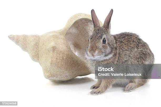 Hare With Seashell Stock Photo - Download Image Now - Brown Hare, Animal, Animal Shell