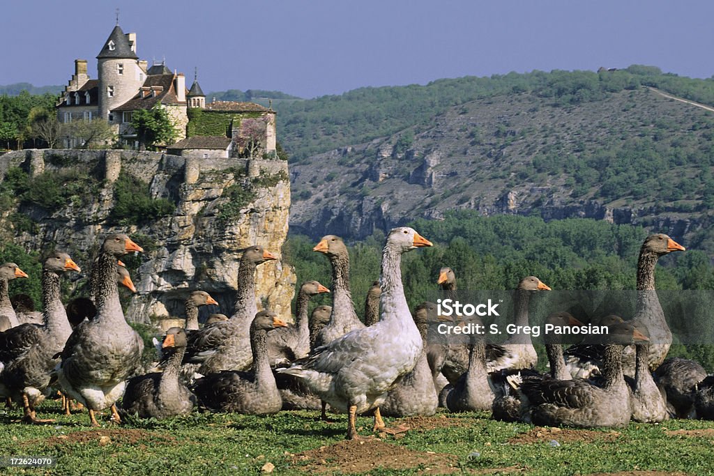 Dordogne Postcard "Ducks in front of Chateau de Belcastel (Dordogne, France)." Dordogne Stock Photo