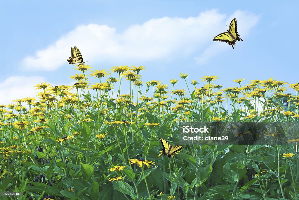 Frühling Blumen mit Schmetterlingen - Lizenzfrei Aufnahme von unten Stock-Foto