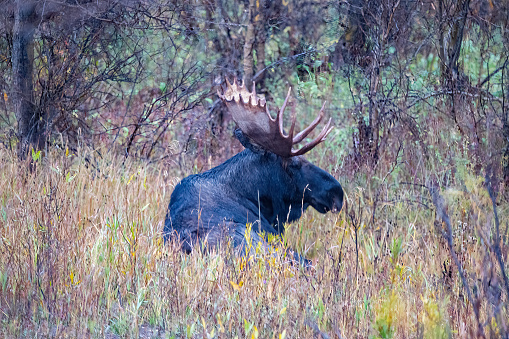 A bull moose standing in willow bushes in Colorado