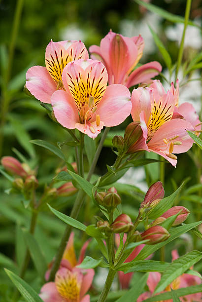 Liliáceas Peruana e folhagem - fotografia de stock