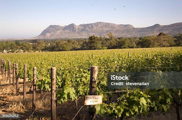 Parra Foto de stock y más banco de imágenes de Agricultura - Agricultura, Bebida alcohólica, Bodega de vino