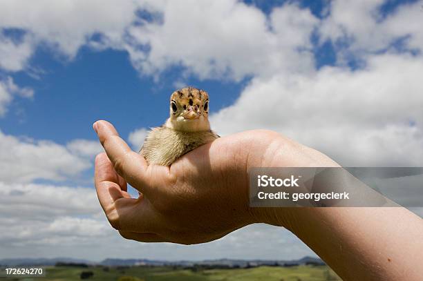 Foto de Cuidado De Grão e mais fotos de stock de Peru - Ave doméstica - Peru - Ave doméstica, Pássaro Jovem, Animal