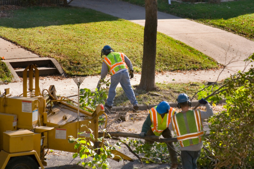 Subject: City workers trimming street trees