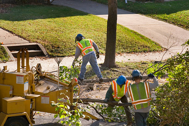 Tree Pruning Service with Wood Chipper and Workers on Street Subject: City workers trimming street trees tree trimming service stock pictures, royalty-free photos & images