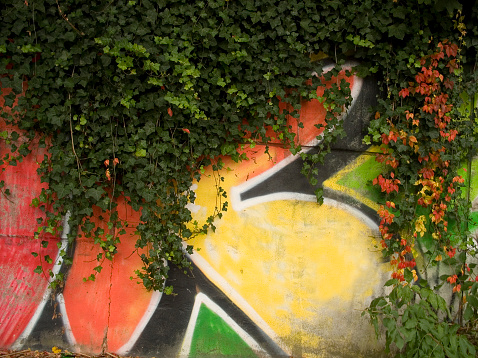 detail of an old illegal graffiti on a concrete wall overgrown with ivy. hamburg.