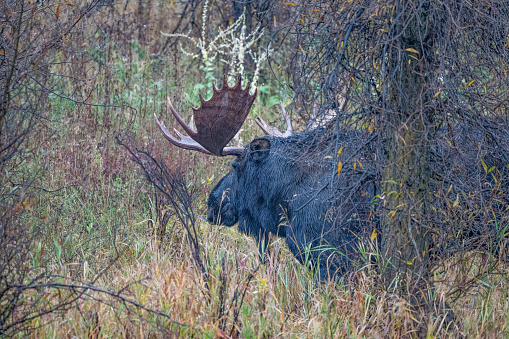 Bull moose walking in autumn colors along quiet road of the Grand Teton National Park of the Yellowstone Ecosystem in western USA of North America. Nearest cities are Jackson, Wyoming, Bozeman and Billings, Montana Salt Lake City, Utah, and Denver, Colorado