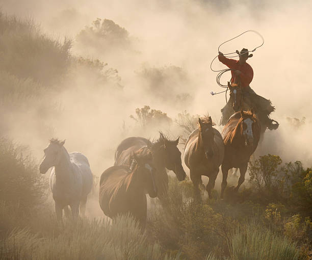 arrotondamento la mandria un duro cowboy di lavoro - rounding foto e immagini stock