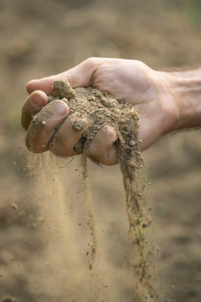 istock Images from the vineyards, grapes, leaves, vine, soil 1726245007