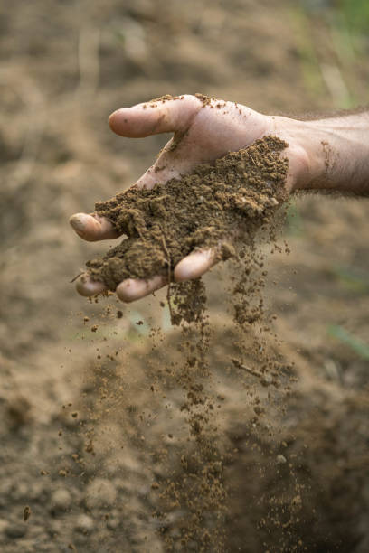 istock Images from the vineyards, grapes, leaves, vine, soil 1726245189