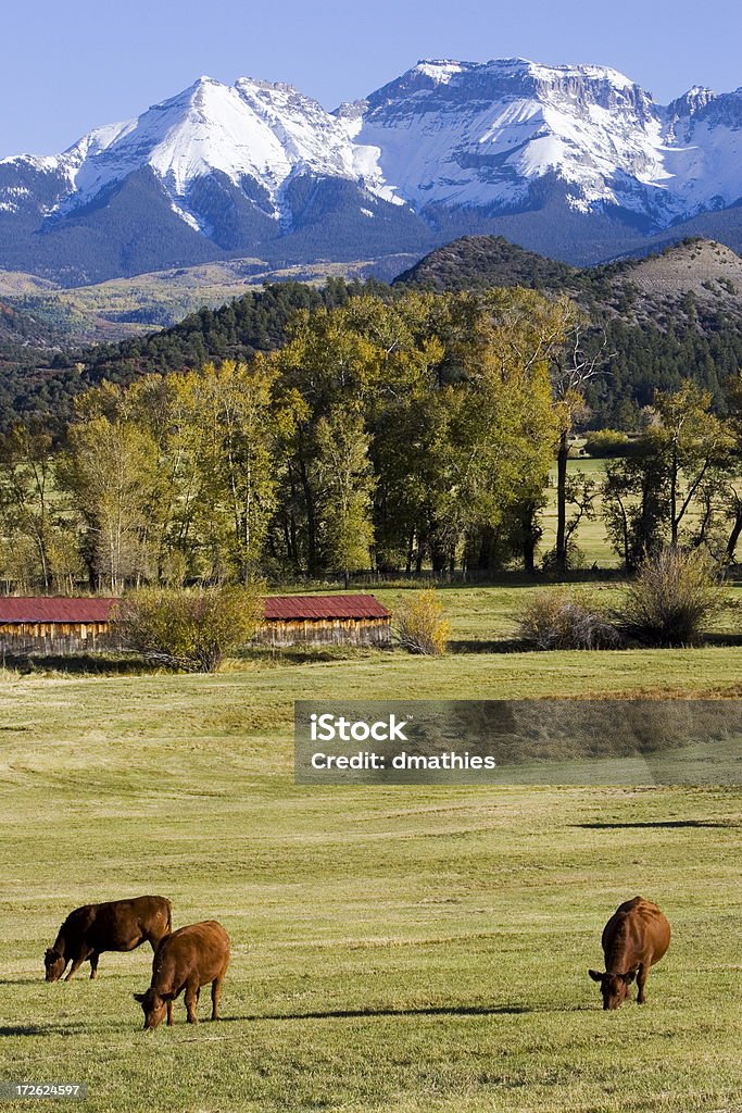 Cattle graze in high country Cattle before the San Juan mountains. Aspen Tree Stock Photo