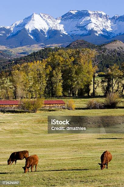 Cattle Graze In High Country Stock Photo - Download Image Now - Aspen Tree, Cattle, Agriculture