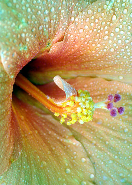 マルチカラーのハイビスカスの花 - stem pollen hibiscus beauty in nature ストックフォトと画像