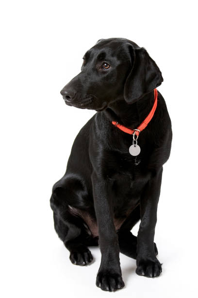 cachorrinho cão em formação - dog black labrador retriever animal nose imagens e fotografias de stock