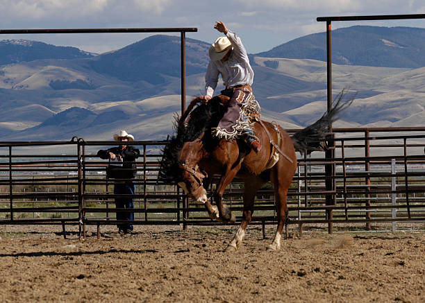 osiągać wysoki - rodeo cowboy montana bucking bronco zdjęcia i obrazy z banku zdjęć