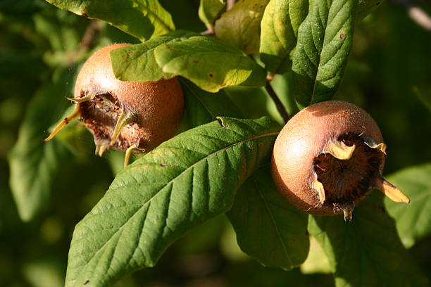 Medlars Medlars in fruit tree germanica mespilus mespilus germanica mispel stock pictures, royalty-free photos & images
