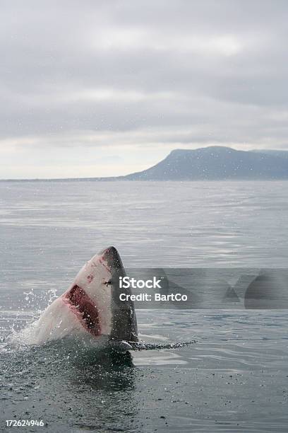 Photo libre de droit de Requin banque d'images et plus d'images libres de droit de Requin - Requin, Afrique, Animal mort