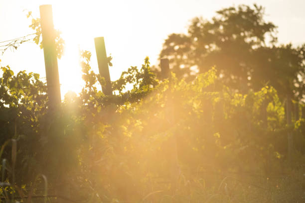 istock Images from the vineyards, grapes, leaves, vine, soil 1726249507