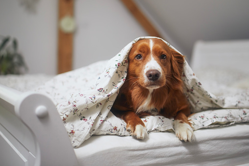Cute dog alone at home. Nova Scotia Duck Tolling Retriever lying under warm duvet on bed in bedroom.