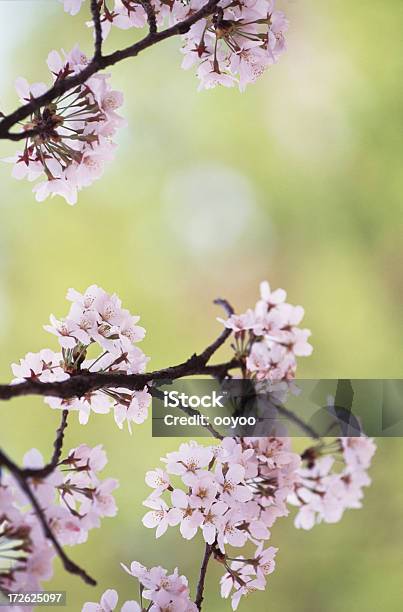 Pink Cherry Blossoms — стоковые фотографии и другие картинки Без людей - Без людей, Вертикальный, Весна