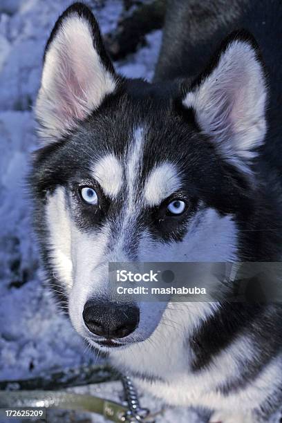 Portrait Von Hund Husky Stockfoto und mehr Bilder von Blick in die Kamera - Blick in die Kamera, Einzelnes Tier, Farbbild