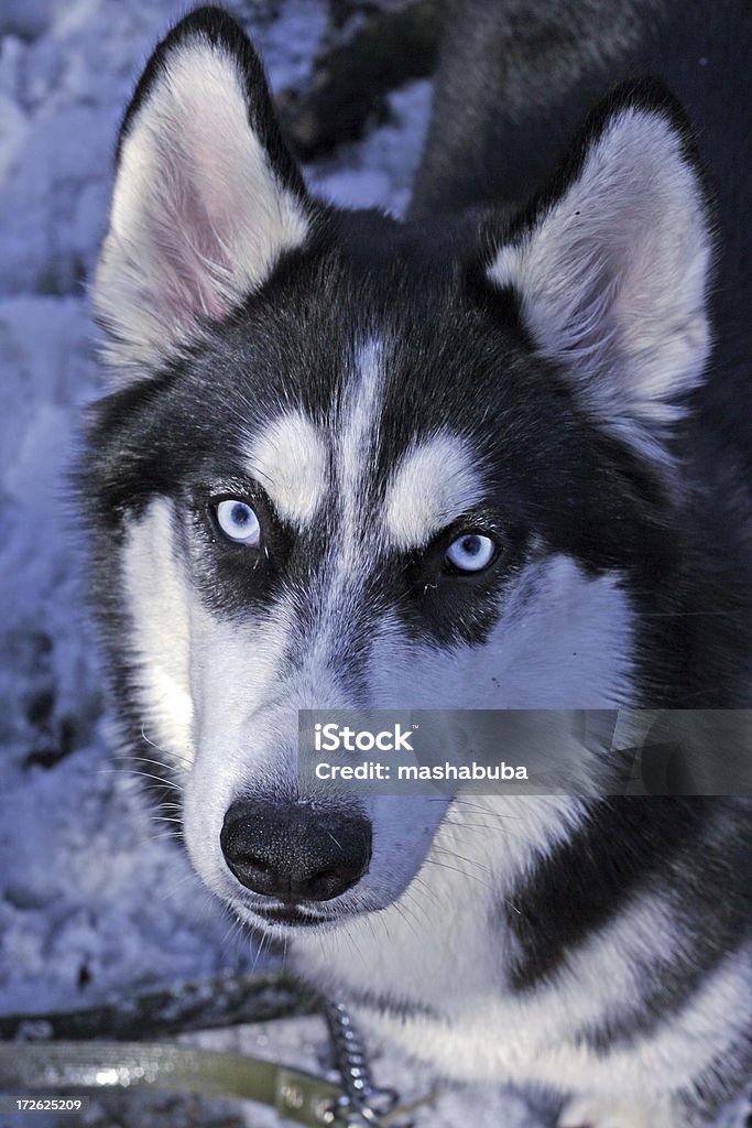 portrait de chien husky - Photo de Animaux de compagnie libre de droits