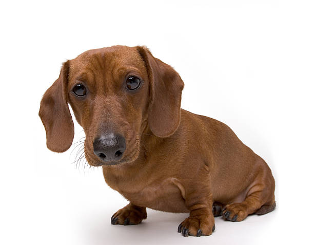 mini dachshund de cão isolado - dachshund dog sadness sitting imagens e fotografias de stock