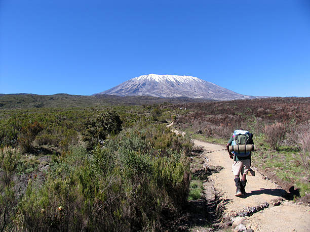 kilimanjaro guide "Our guide leads to way to Uhuru peak.  Unfortunately, scientists predict the galcier atop the mountain will be gone by 2020.other mountain and volcano-related pics:" mawenzi stock pictures, royalty-free photos & images