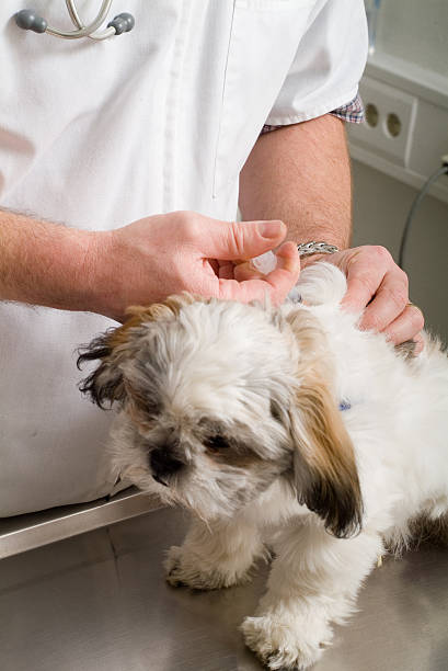 istock Veterinarian Doctor Series 172625571