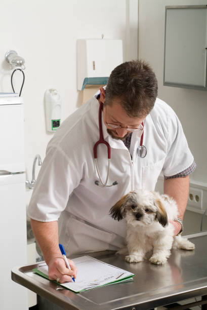 istock Veterinarian Doctor Series 172625572