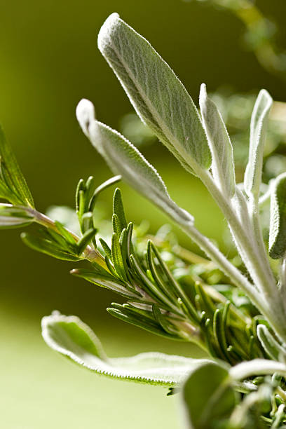 istock Close-up image of herbs on vine 172625577